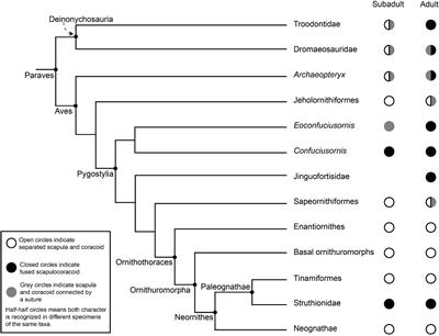 Osteohistology of the Scapulocoracoid of Confuciusornis and Preliminary Analysis of the Shoulder Joint in Aves